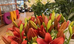 News image: Lelieshow CNB Leliedagen: dank aan onze inzenders!